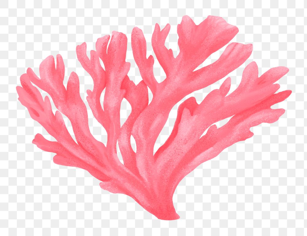 Pink coral png sticker, nature illustration, transparent background