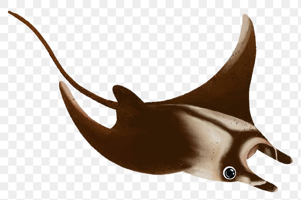 Manta ray png sticker, animal illustration, transparent background