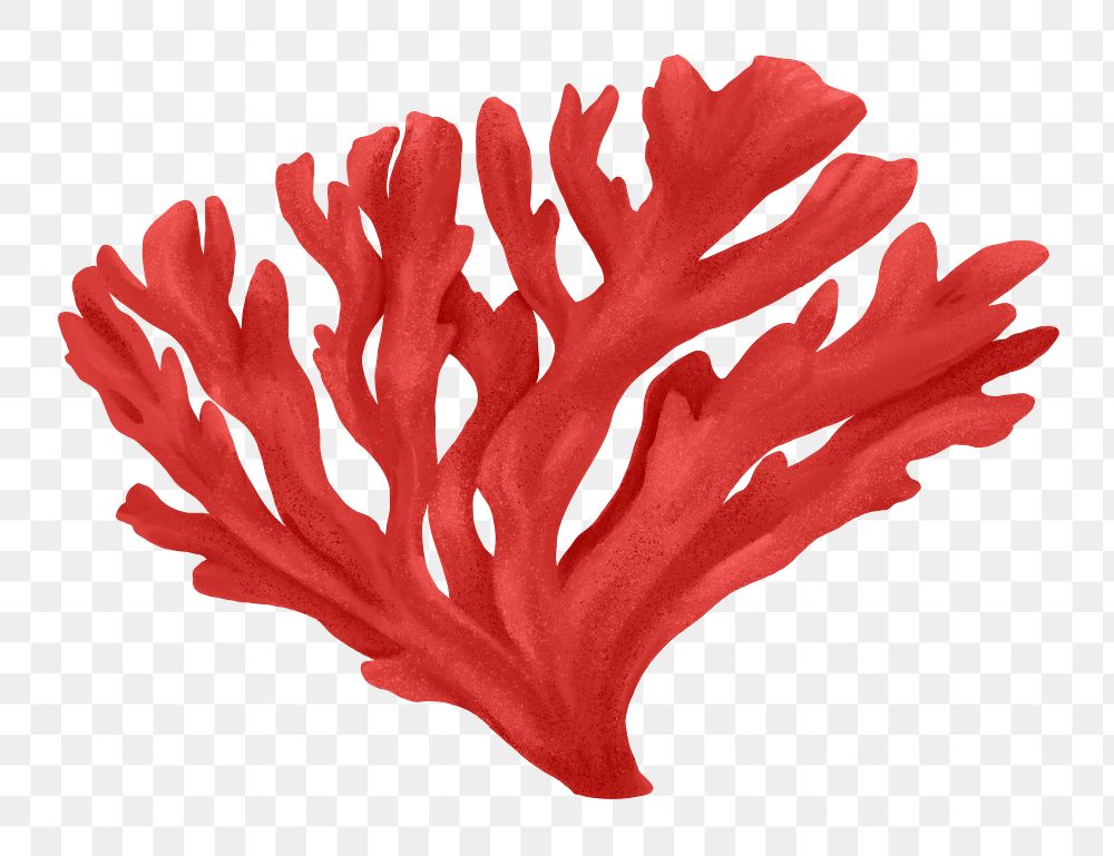 Red coral png sticker, nature illustration, transparent background