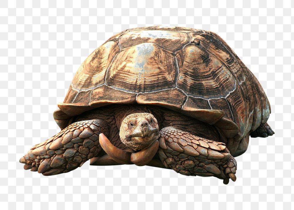 Brown turtle png, collage element, transparent background