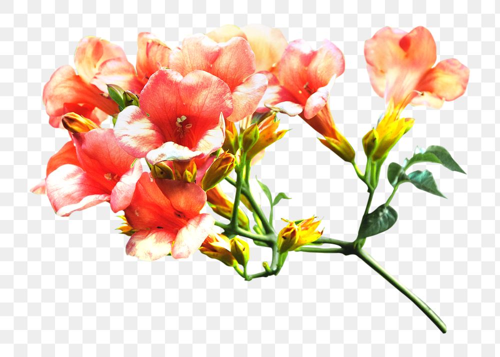 Blossoming trumpet vine png collage element, transparent background