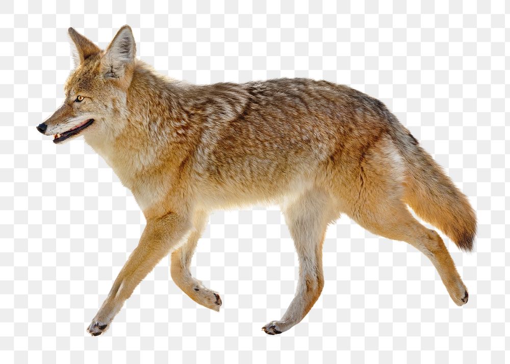 Wildlife coyote png mammal, transparent background
