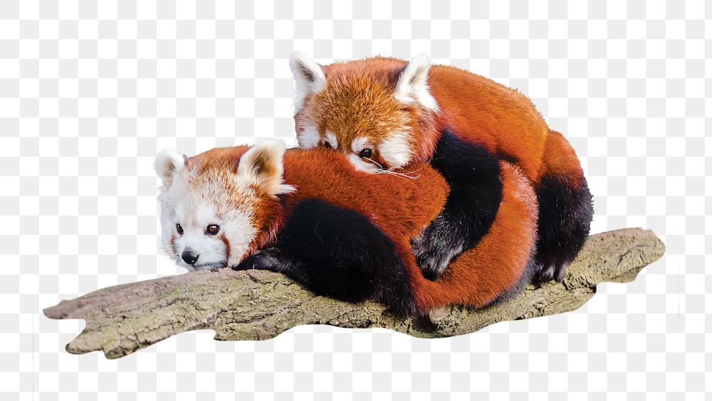 Red Pandas collage element png collage element, transparent background