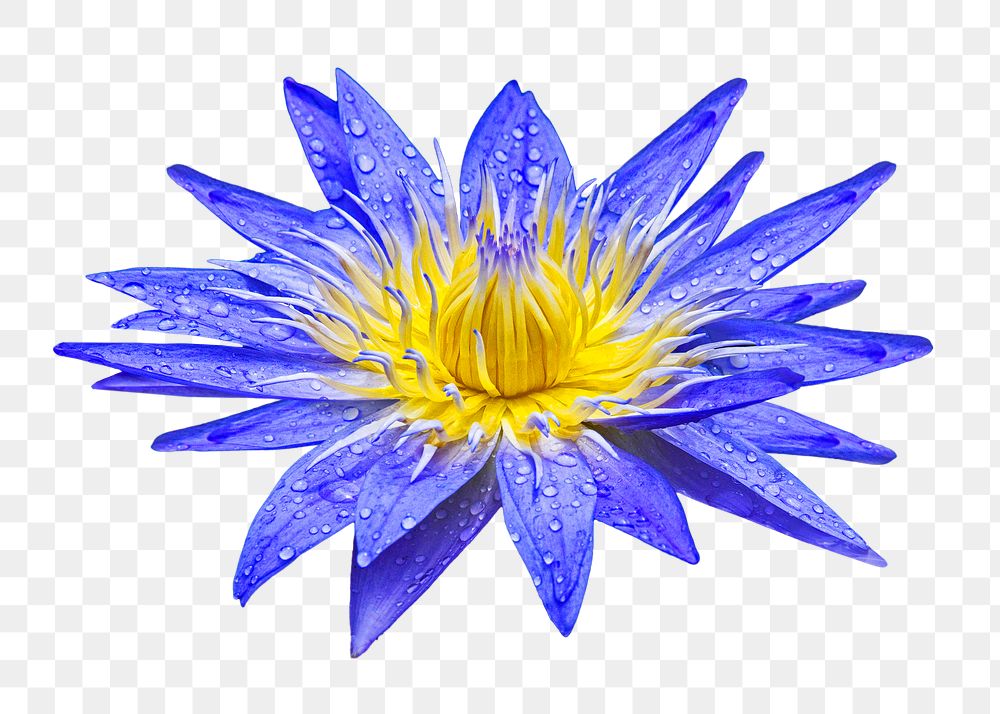 Blue blooming lotus png collage element, transparent background