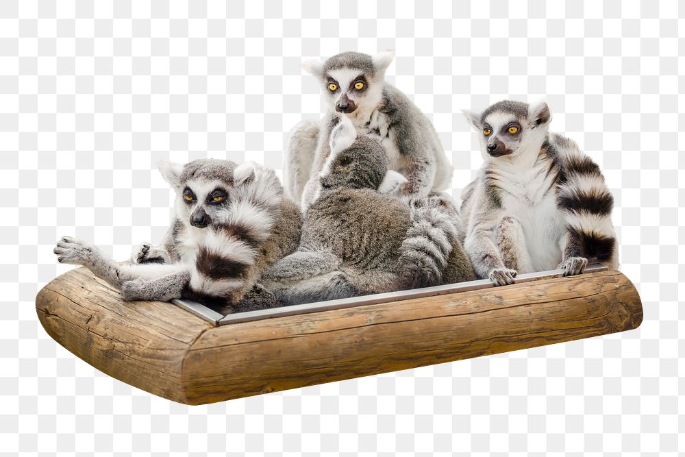 Three lemur png, design element, transparent background