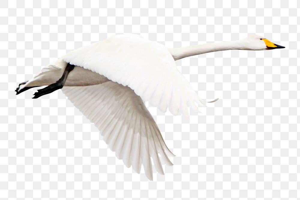 Flying whooper png swan bird, transparent background