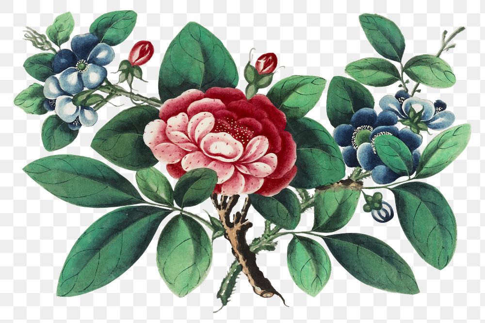 Botanical png illustration, spring design, transparent background