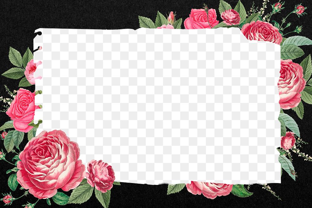Pink rose png frame, vintage botanical illustration, transparent design