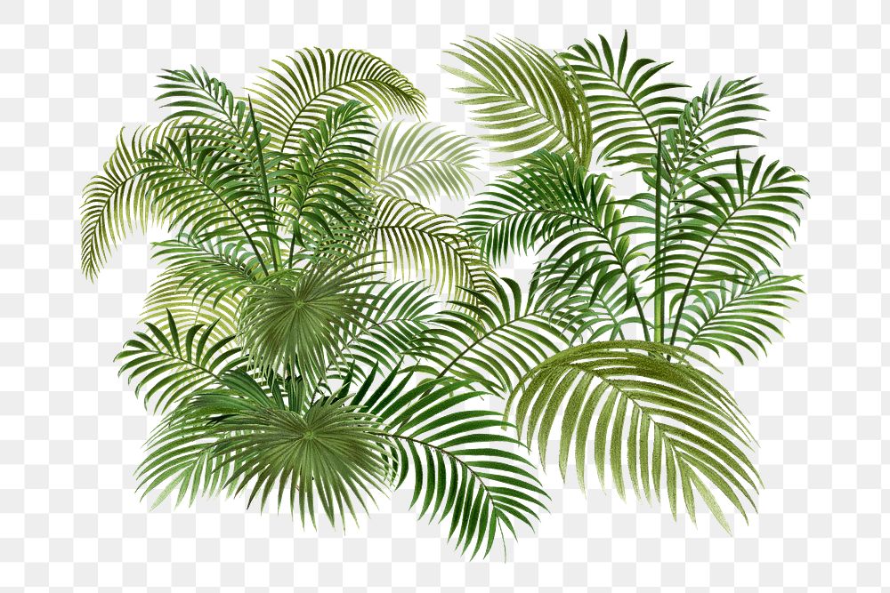 Palm leaf png collage element, transparent background