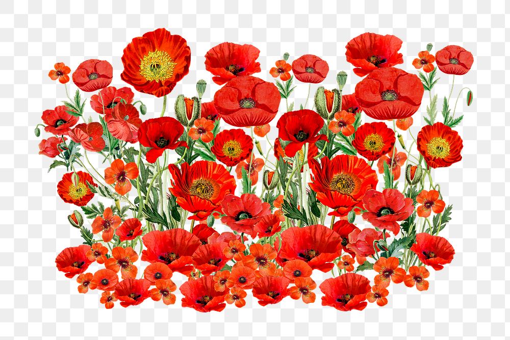 Red poppy png flower collage element, transparent background