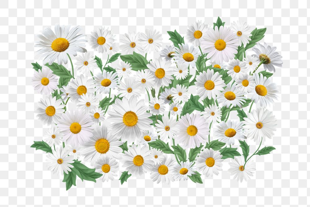 White daisy png flower collage element, transparent background