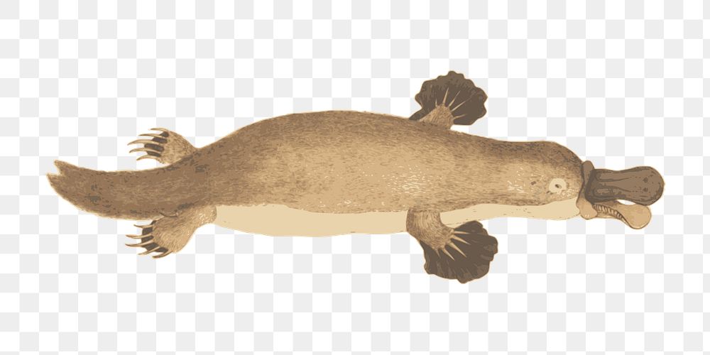 Png platypus clipart, transparent background. Free public domain CC0 image.