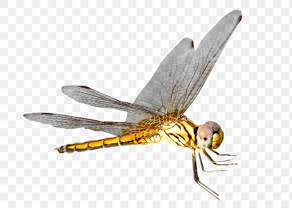 Dragonfly png collage element, transparent background