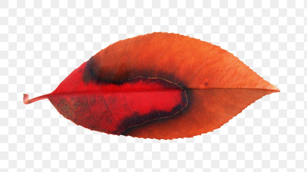 Red dry png leaf, transparent background