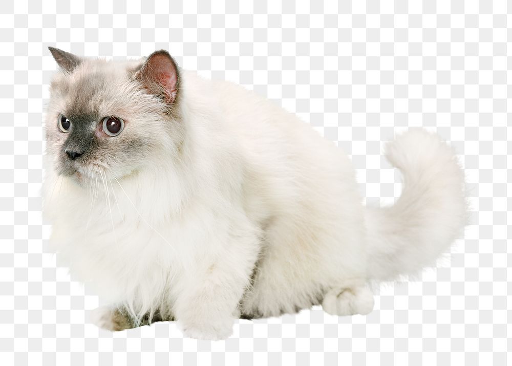 Turkish van png, cat, isolated design, transparent background