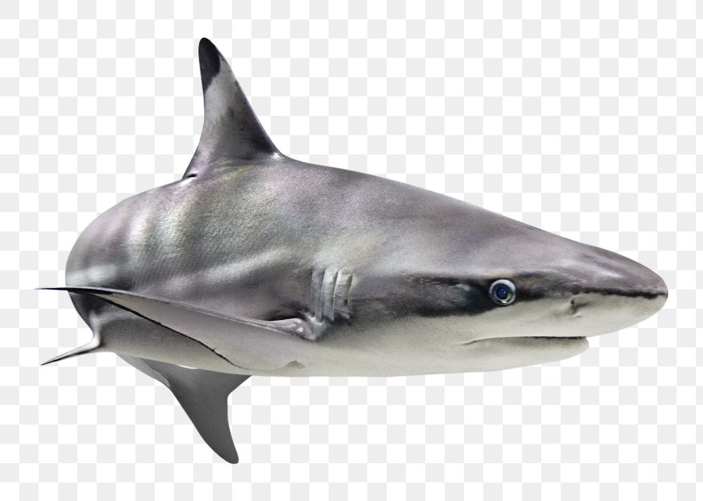 Shark png marine animal, transparent background