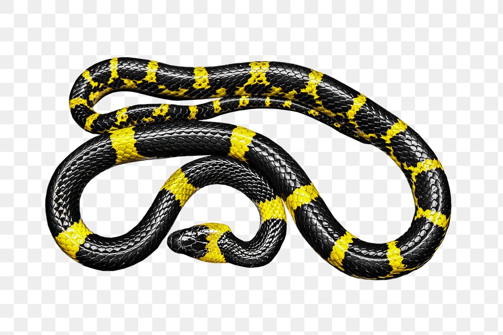 Lycodon snake png collage element, transparent background