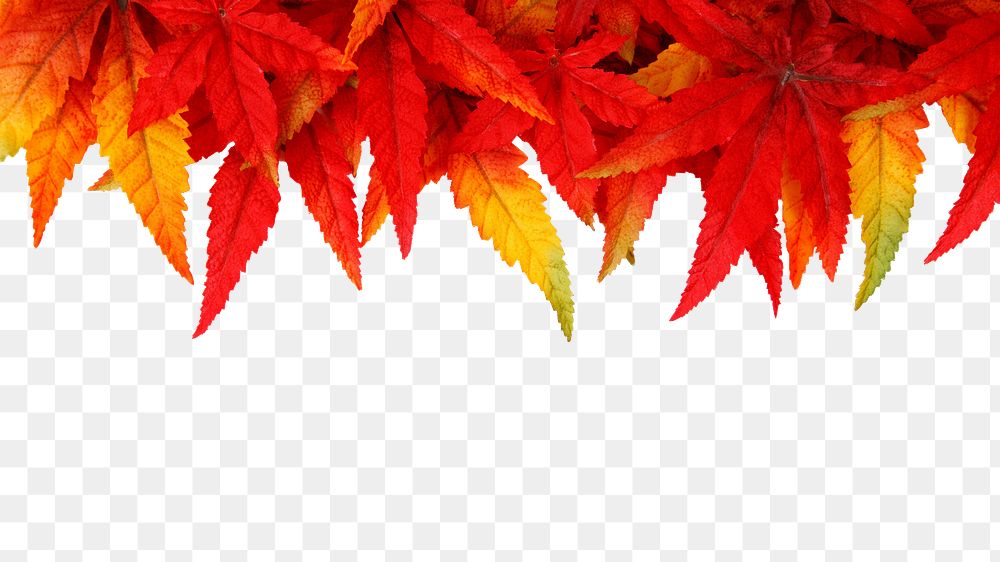 Png dry maple leaves , transparent background