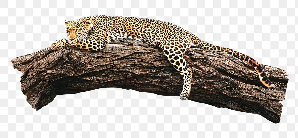 Sleeping leopard png, collage element, transparent background