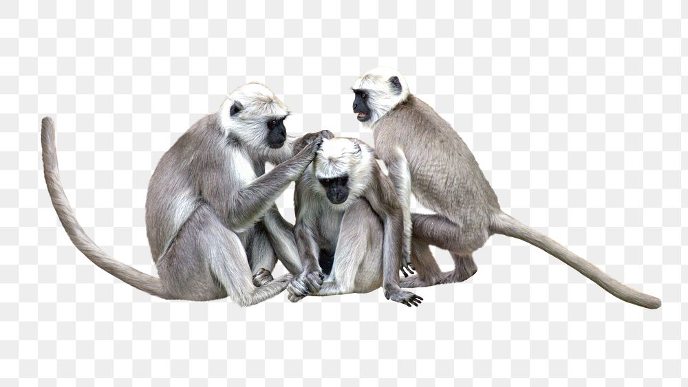 Grey monkeys animal png, transparent background