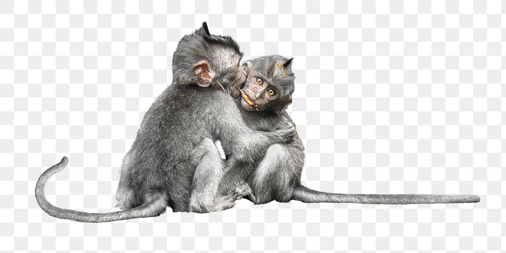 Monkeys hugging png collage element, transparent background