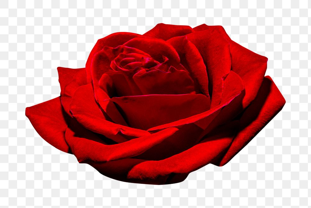 Romantic red rose  png, transparent background