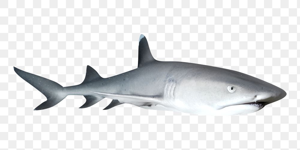 White shark png, design element, transparent background