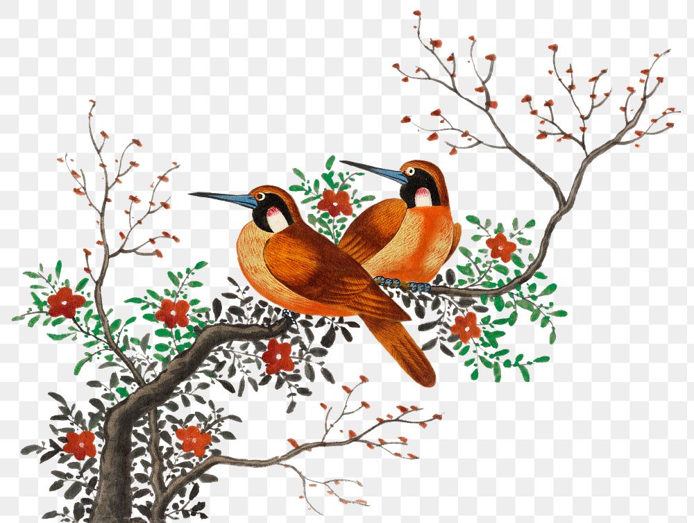 Bird on tree branch png illustration, transparent background