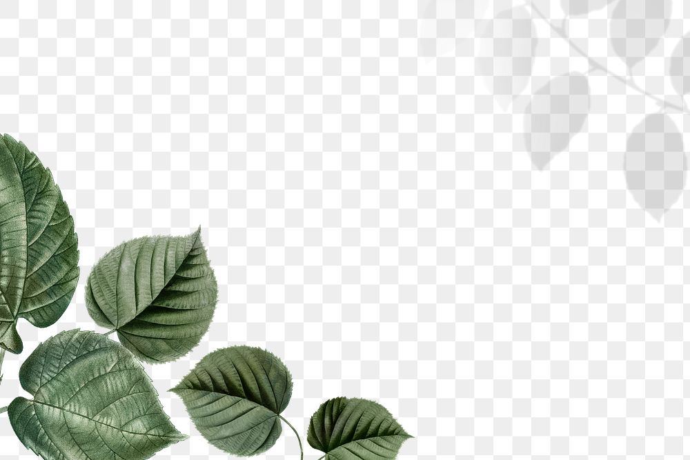 Leaf border png tropical, transparent background