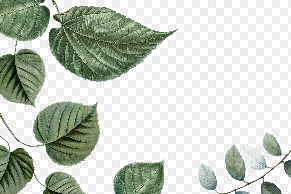 Leaf border png tropical, transparent background