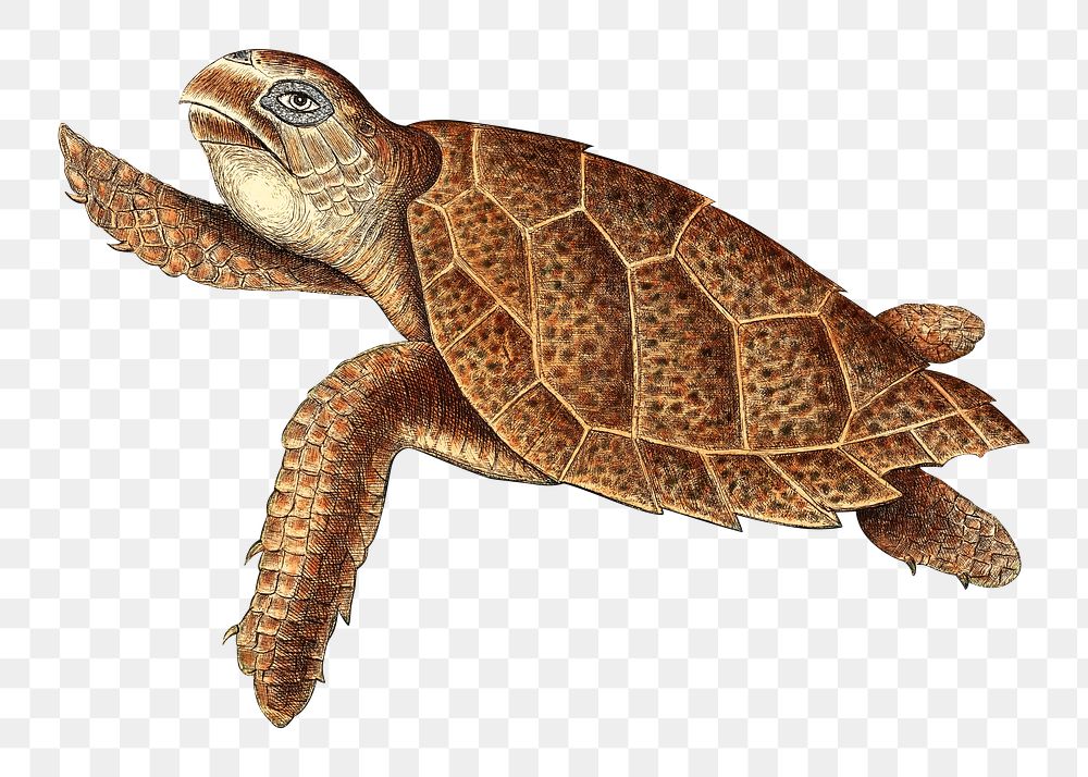 PNG Sea turtle, animal illustration transparent background. Remixed by rawpixel.
