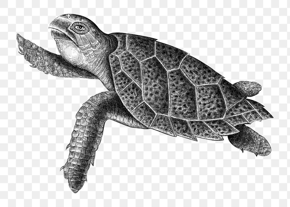PNG Sea turtle, animal illustration transparent background. Remixed by rawpixel.