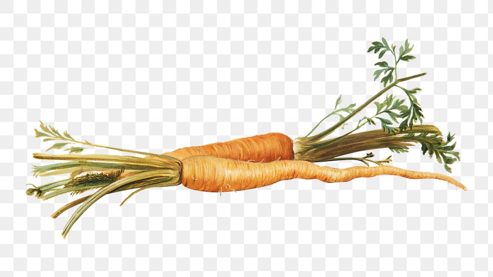 PNG Carrot, vegetable illustration by Johanna Fosie, transparent background.  Remixed by rawpixel. 