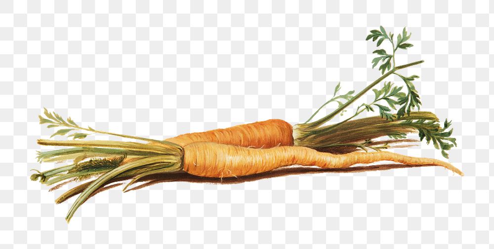 PNG Carrot, vegetable illustration by Johanna Fosie, transparent background.  Remixed by rawpixel. 