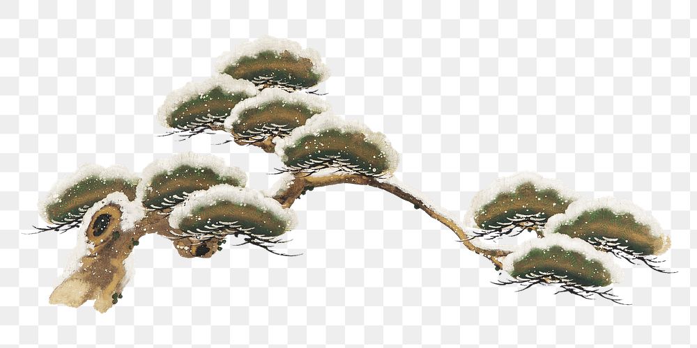PNG Snow-laden pine boughs, Japanese trees illustration by Ogata Kenzan, transparent background.  Remixed by rawpixel. 