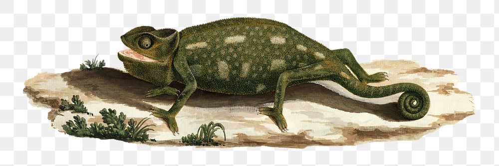 PNG Chameleon, animal illustration by Luigi Balugani, transparent background.  Remixed by rawpixel. 