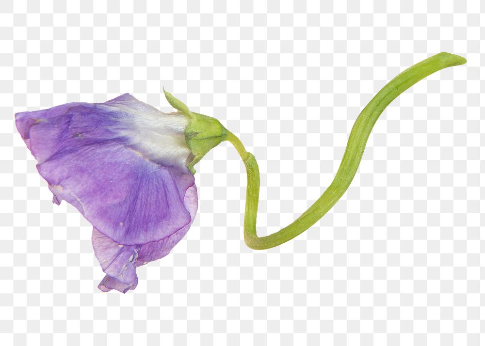 Purple png flower, transparent background