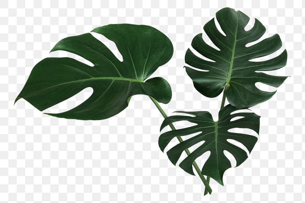 PNG Split leaf philodendron, monstera plant   transparent background