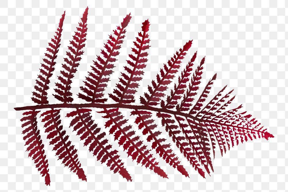 PNG Red colored leatherleaf fern  transparent background