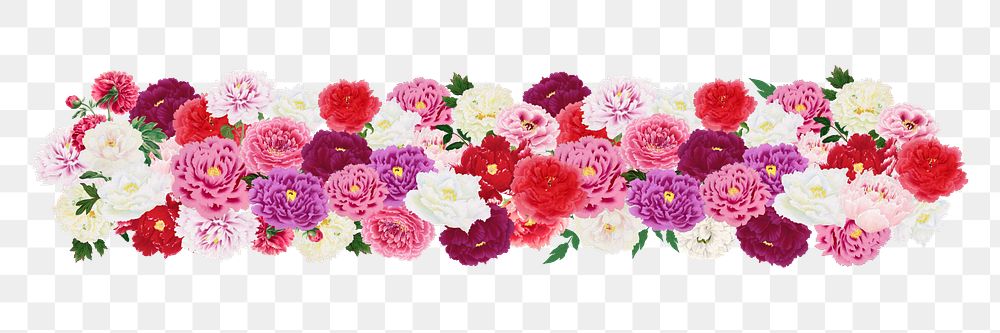 Pink carnation flower png divider, colorful botanical illustration, transparent background