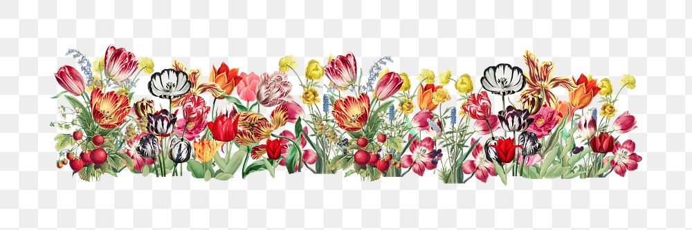 Exotic tulip flower png divider, colorful illustration, transparent background