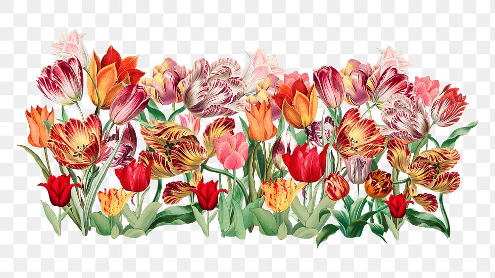 Exotic tulip flower png divider, colorful illustration, transparent background