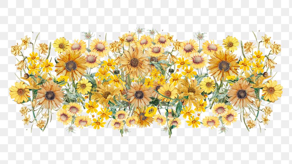 Colorful sunflower png divider, Spring floral illustration, transparent background