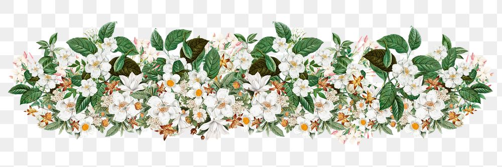 Aesthetic jasmine flower png divider, botanical illustration, transparent background