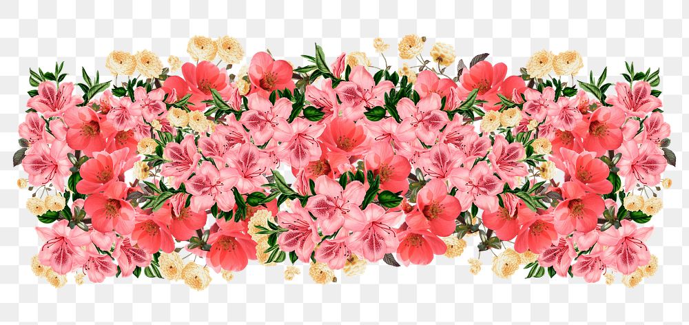 Chinese quince flower png divider, pink floral illustration, transparent background