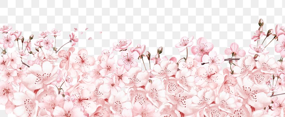 Cherry blossom flowers png border, transparent background