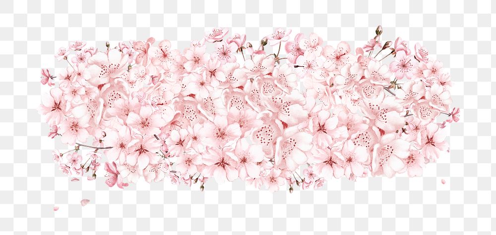 Cherry blossom flower png divider, Japanese botanical illustration, transparent background