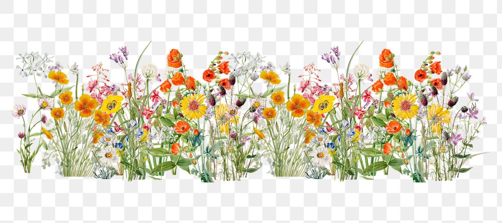 Spring wildflower png divider, aesthetic botanical illustration, transparent background