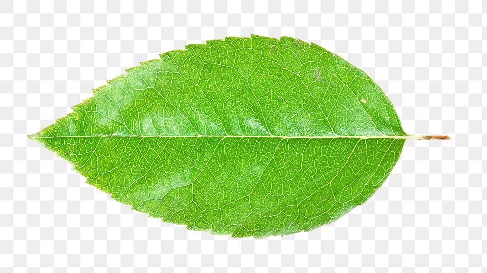 Green leaf png, transparent background
