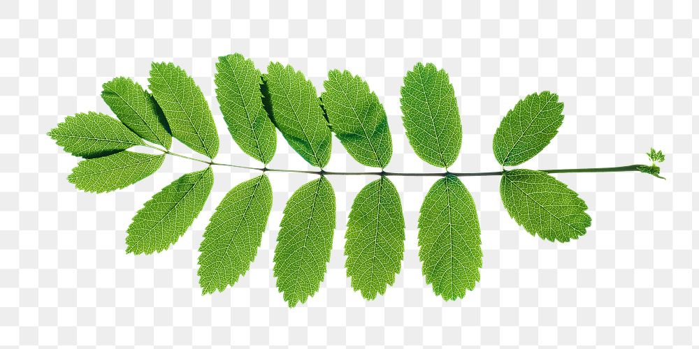 Green leaf png, transparent background